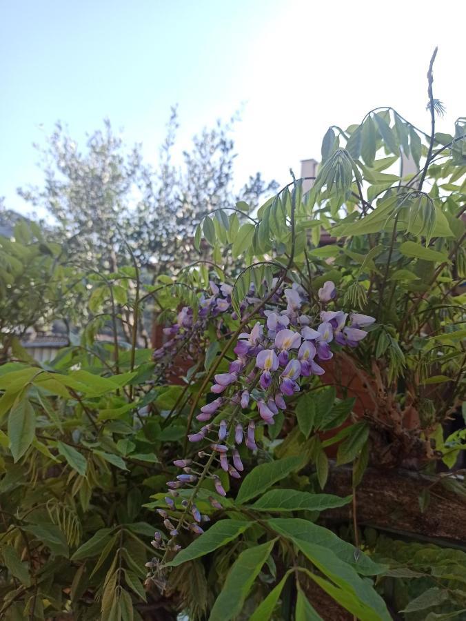 Il Glicine Cozy Appartamnent, Near Sestri Levante Between Cinque Terre E Portofino Casarza Ligure Ngoại thất bức ảnh