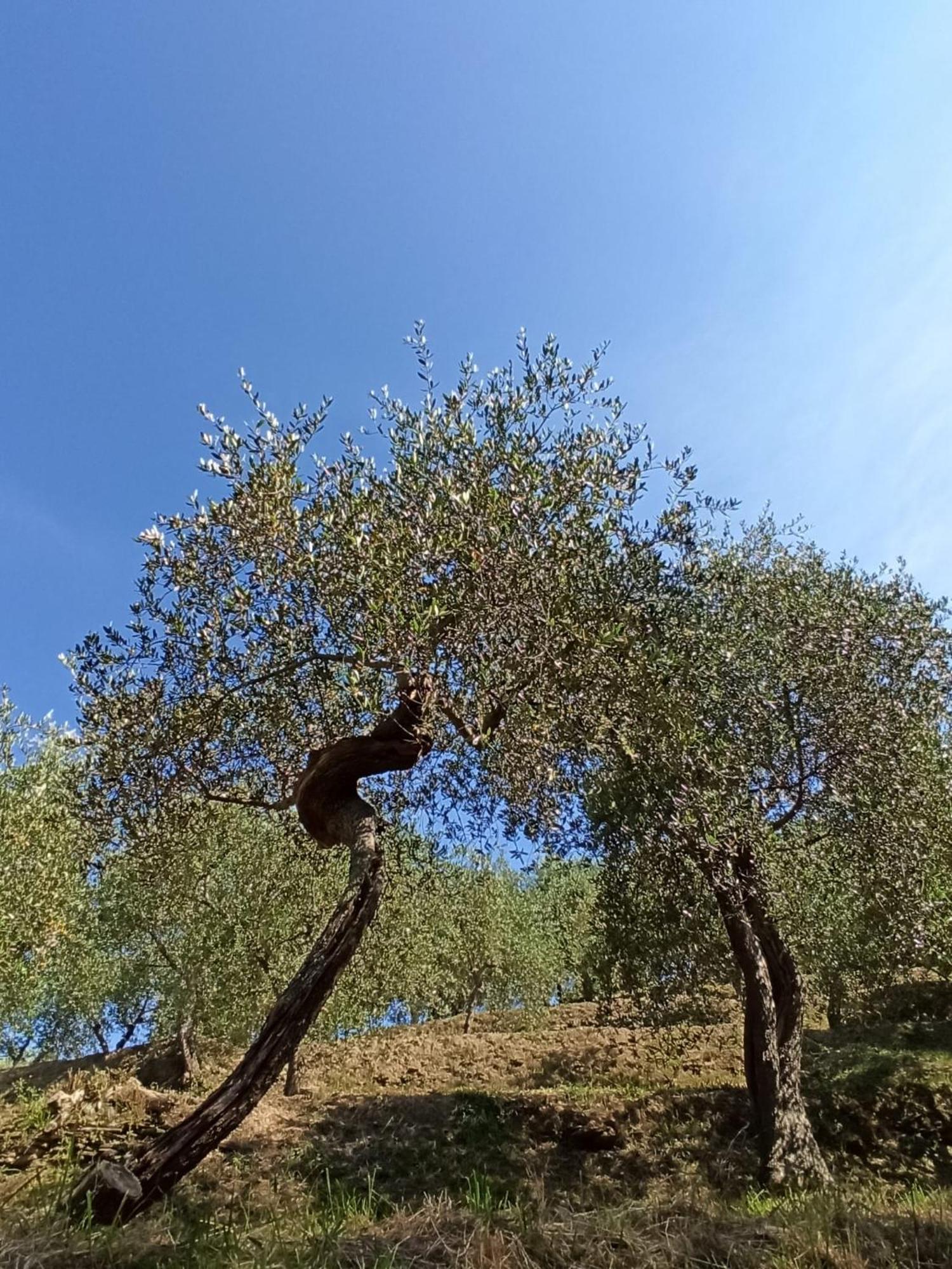 Il Glicine Cozy Appartamnent, Near Sestri Levante Between Cinque Terre E Portofino Casarza Ligure Ngoại thất bức ảnh